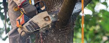 Leaf Removal in Elmer, NJ