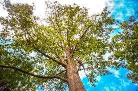 Best Lawn Renovation and Restoration  in Elmer, NJ