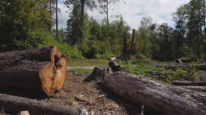 How Our Tree Care Process Works  in  Elmer, NJ