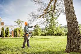Best Fruit Tree Pruning  in Elmer, NJ