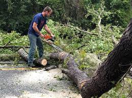 Best Root Management and Removal  in Elmer, NJ