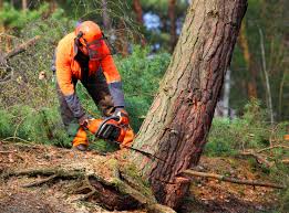 Best Arborist Consultation Services  in Elmer, NJ