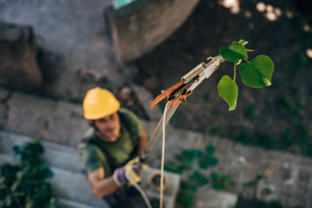 Best Tree Trimming and Pruning  in Elmer, NJ