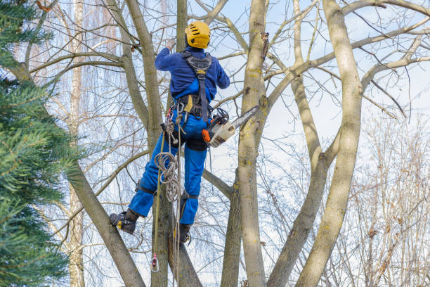 Best Tree Cabling and Bracing  in Elmer, NJ