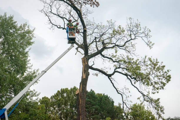Best Tree Mulching  in Elmer, NJ