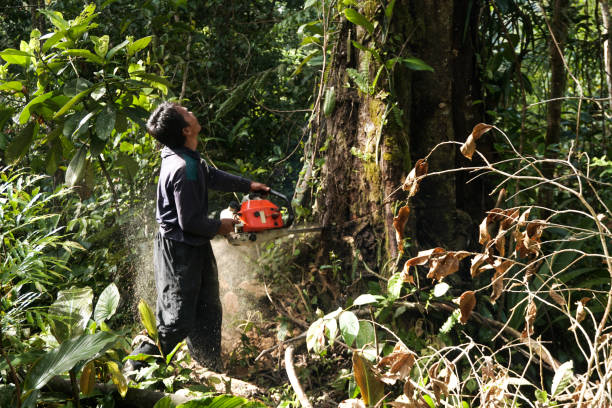 Best Hazardous Tree Removal  in Elmer, NJ
