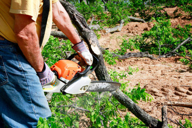 Best Tree Risk Assessment  in Elmer, NJ